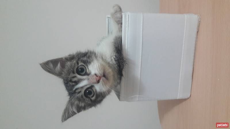 Tekir Kedi, Kedi  2 Aylık Fındık  fotoğrafı