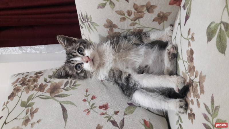 Tekir Kedi, Kedi  2 Aylık Fındık  fotoğrafı