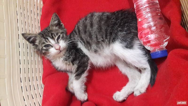 Tekir Kedi, Kedi  2 Aylık Fındık  fotoğrafı