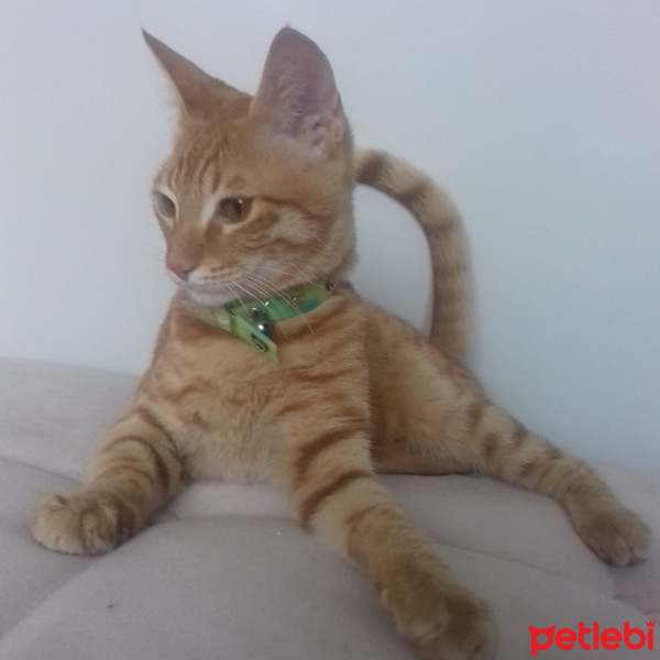 Tekir Kedi, Kedi  Fiko fotoğrafı