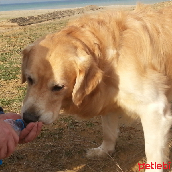 Golden Retriever, Köpek  tarçın fotoğrafı