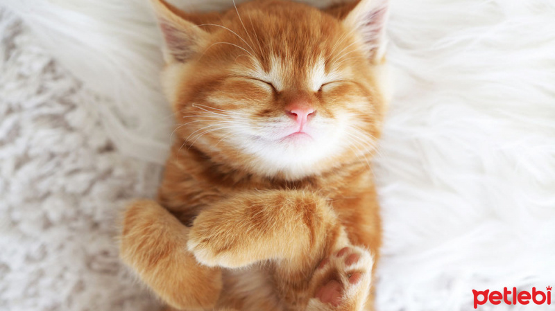 Sarman, Kedi  Tarçın fotoğrafı