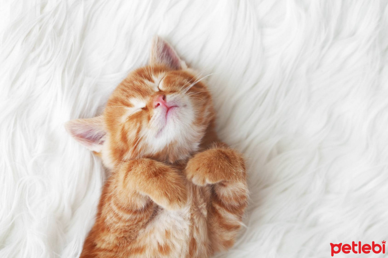 Sarman, Kedi  Tarçın fotoğrafı