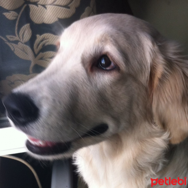 Golden Retriever, Köpek  pamuk fotoğrafı