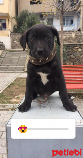 İskoç Terrier, Köpek  Asil fotoğrafı