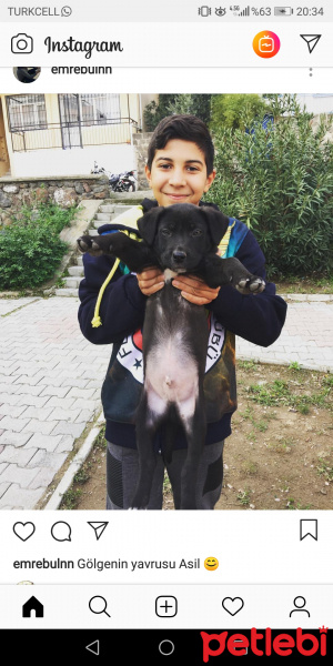İskoç Terrier, Köpek  Asil fotoğrafı