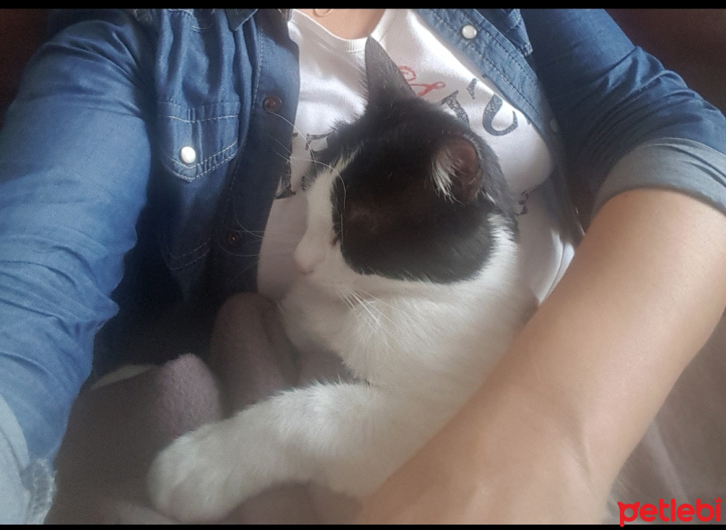 Tuxedo (Smokin) Kedi, Kedi  Çarşı fotoğrafı
