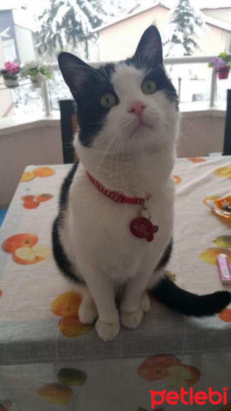 Tuxedo (Smokin) Kedi, Kedi  Çarşı fotoğrafı