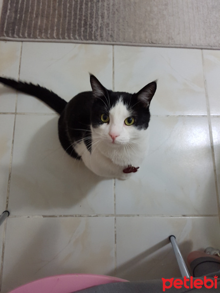 Tuxedo (Smokin) Kedi, Kedi  Çarşı fotoğrafı