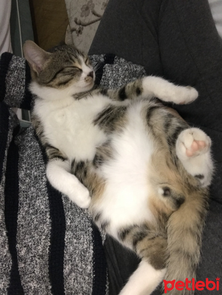 Tekir Kedi, Kedi  Tekir Erkek fotoğrafı