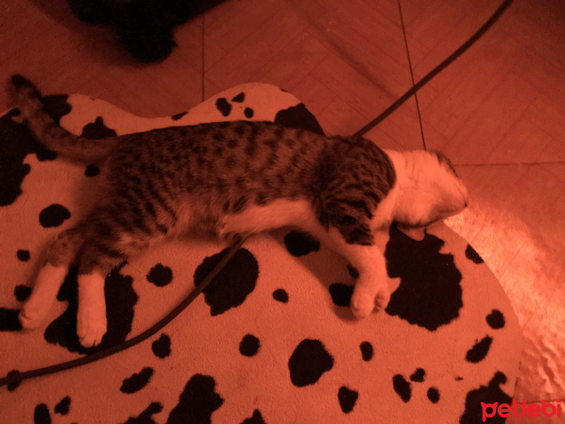 Tekir Kedi, Kedi  Tekir Erkek fotoğrafı