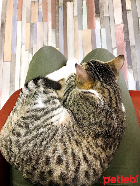 Tekir Kedi, Kedi  Tekir Erkek fotoğrafı