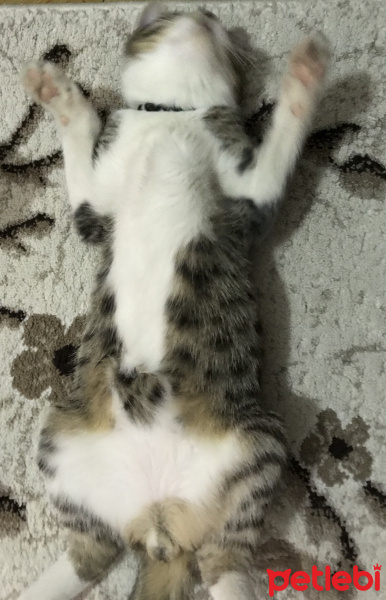 Tekir Kedi, Kedi  Tekir Erkek fotoğrafı