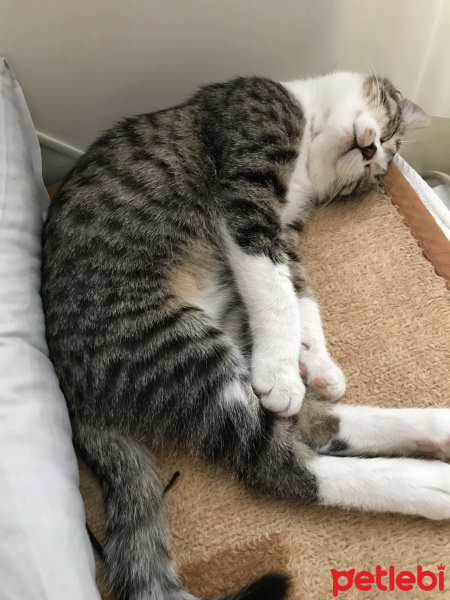 Tekir Kedi, Kedi  Tekir Erkek fotoğrafı