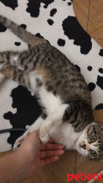 Tekir Kedi, Kedi  Tekir Erkek fotoğrafı