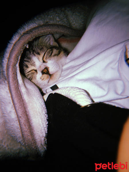 Tekir Kedi, Kedi  Tekir Erkek fotoğrafı