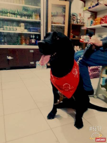 Labrador Retriever, Köpek  Gece fotoğrafı