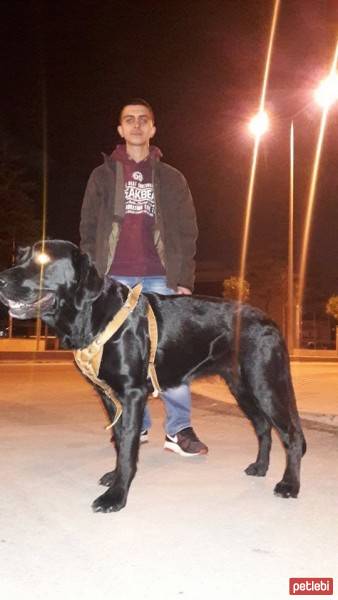 Labrador Retriever, Köpek  Gece fotoğrafı