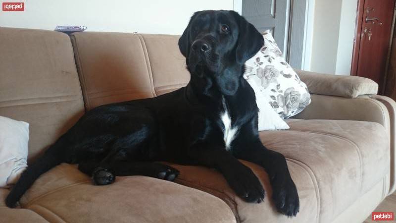 Labrador Retriever, Köpek  Gece fotoğrafı