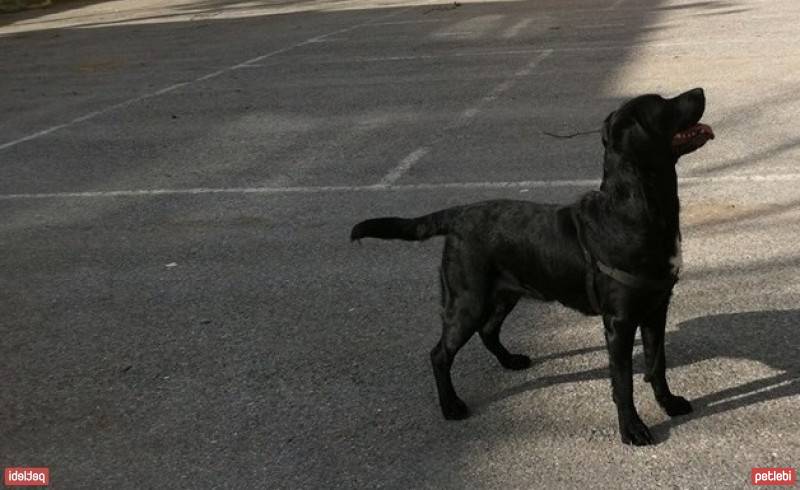 Labrador Retriever, Köpek  Gece fotoğrafı