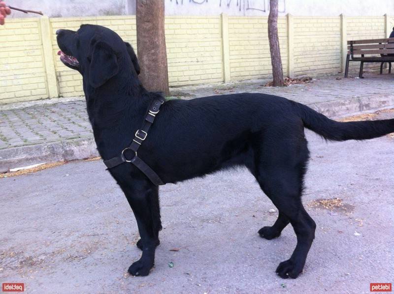 Labrador Retriever, Köpek  Gece fotoğrafı