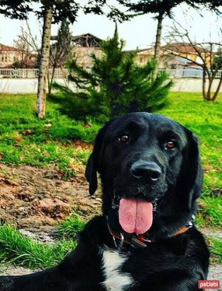 Labrador Retriever, Köpek  Gece fotoğrafı