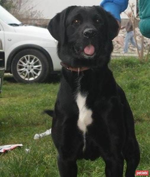 Labrador Retriever, Köpek  Gece fotoğrafı