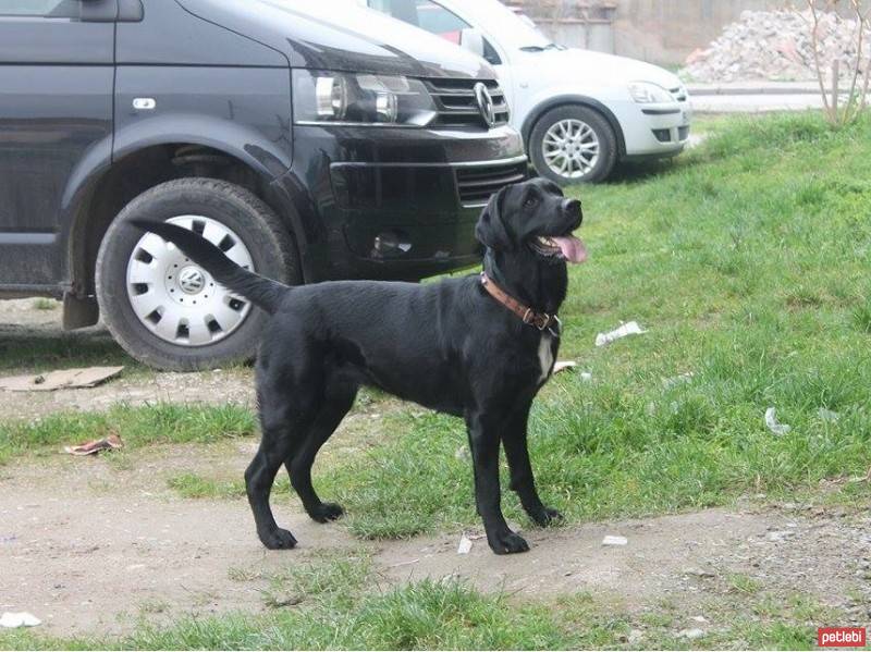 Labrador Retriever, Köpek  Gece fotoğrafı