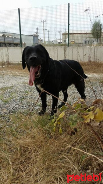 Labrador Retriever, Köpek  Gece fotoğrafı