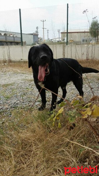 Labrador Retriever, Köpek  Gece fotoğrafı