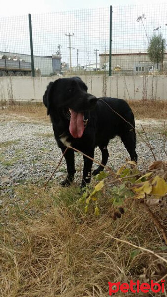 Labrador Retriever, Köpek  Gece fotoğrafı