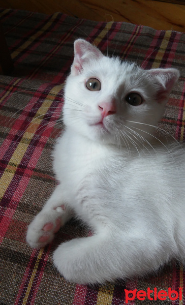 Scottish Fold, Kedi  Kivi fotoğrafı