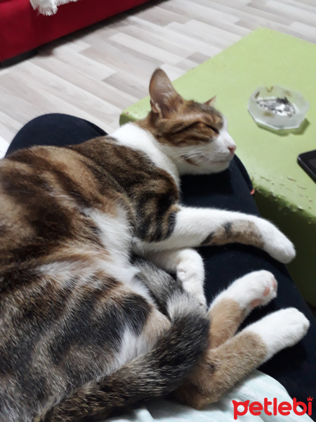 Tekir Kedi, Kedi  Minik fotoğrafı