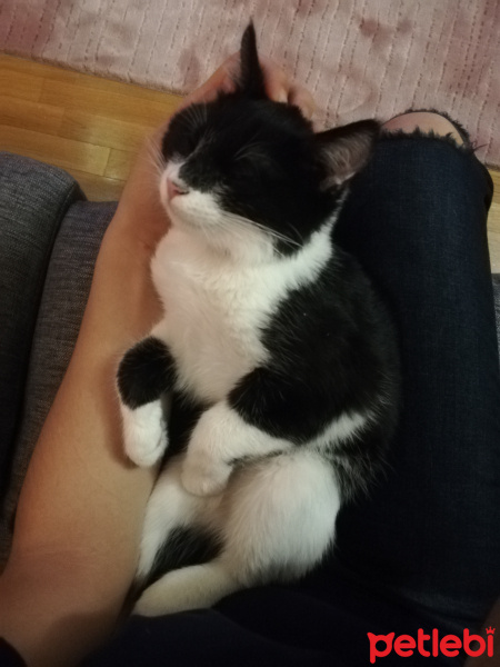 Tuxedo (Smokin) Kedi, Kedi  Çiki fotoğrafı