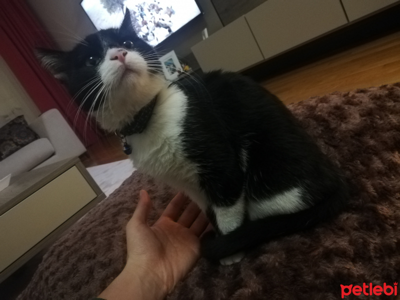 Tuxedo (Smokin) Kedi, Kedi  Çiki fotoğrafı