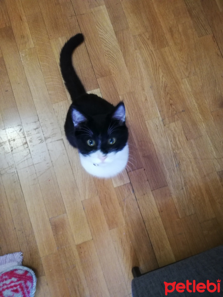Tuxedo (Smokin) Kedi, Kedi  Çiki fotoğrafı