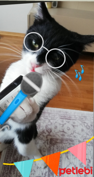 Tuxedo (Smokin) Kedi, Kedi  Çiki fotoğrafı