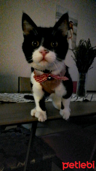 Tuxedo (Smokin) Kedi, Kedi  Çiki fotoğrafı
