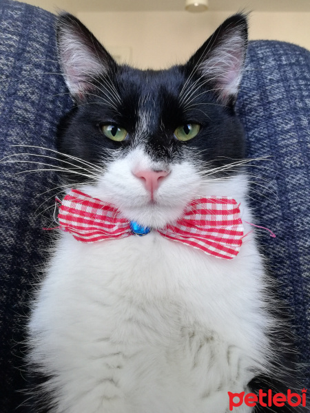 Tuxedo (Smokin) Kedi, Kedi  Çiki fotoğrafı