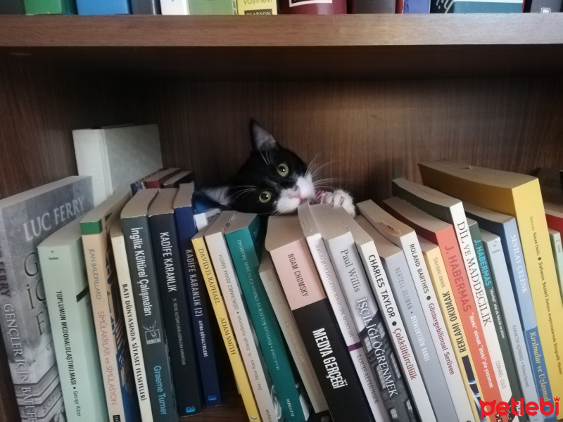 Tuxedo (Smokin) Kedi, Kedi  Çiki fotoğrafı