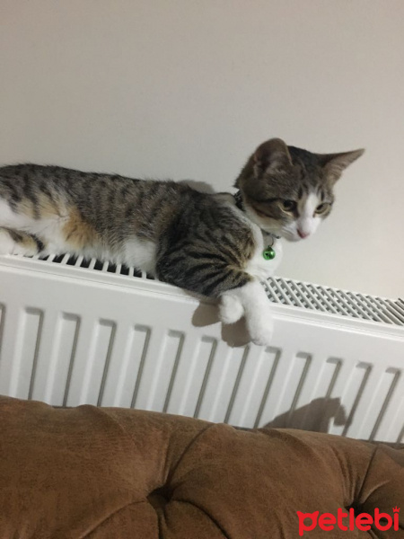 Tekir Kedi, Kedi  Kadife fotoğrafı