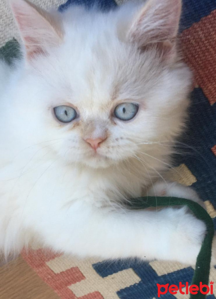 Chinchilla, Kedi  Sindy fotoğrafı
