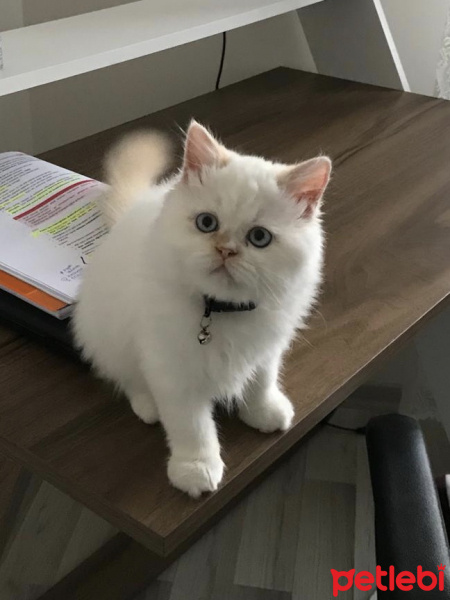 Chinchilla, Kedi  Sindy fotoğrafı