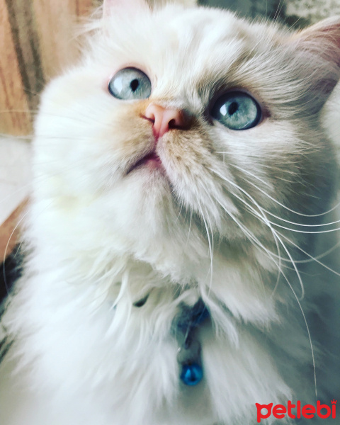 Chinchilla, Kedi  Sindy fotoğrafı