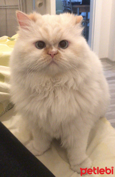 Chinchilla, Kedi  Sindy fotoğrafı
