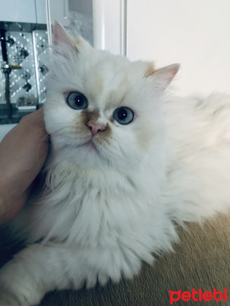 Chinchilla, Kedi  Sindy fotoğrafı