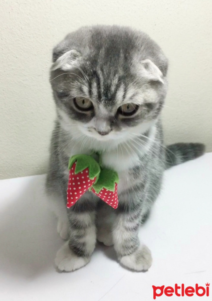 Scottish Fold, Kedi  Gümüş fotoğrafı