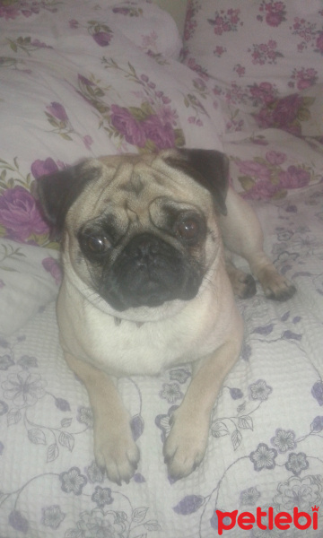 Pug, Köpek  leo fotoğrafı