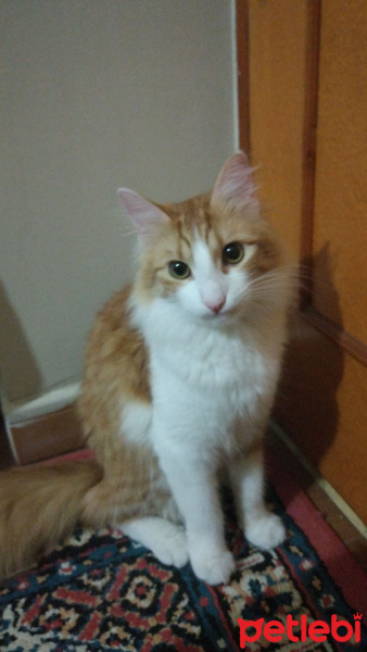 Tekir Kedi, Kedi  Boncuk fotoğrafı