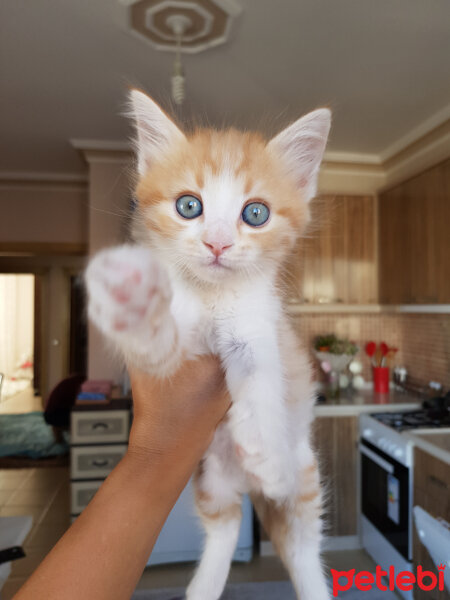 Sarman, Kedi  Minnoş fotoğrafı